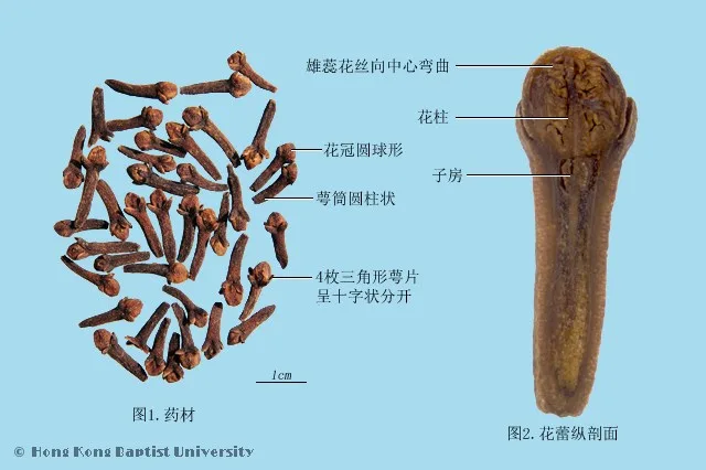 丁香中藥材圖片