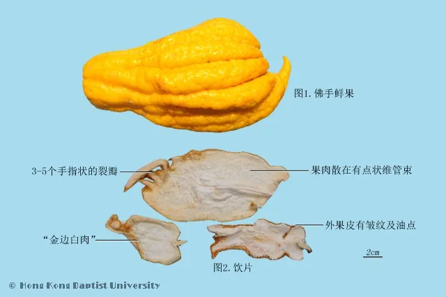 佛手中藥材圖片