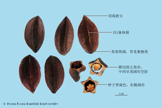 使君子中藥材圖片