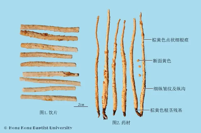 北沙參中藥材圖片