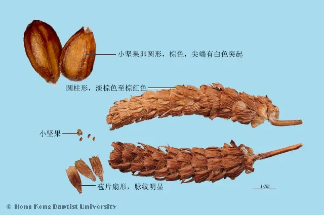 夏枯草中藥材圖片