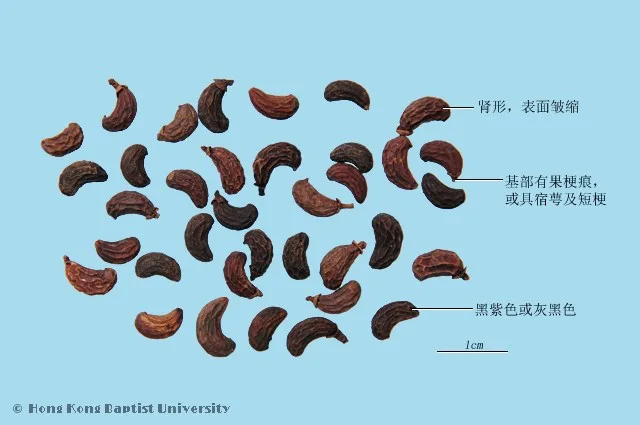 女貞子中藥材圖片