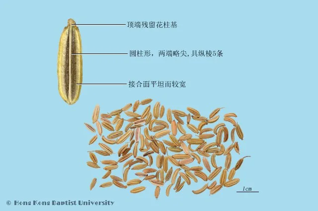 小茴香中藥材圖片