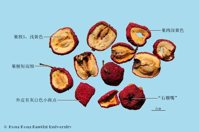 山楂中藥材圖片