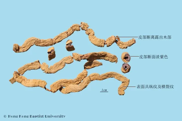 巴戟天中藥材圖片