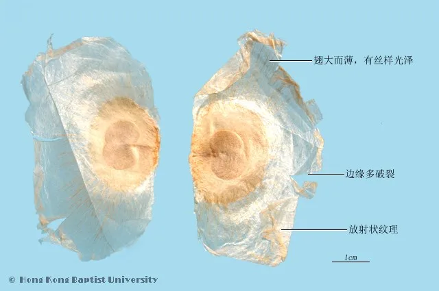 木蝴蝶中藥材圖片