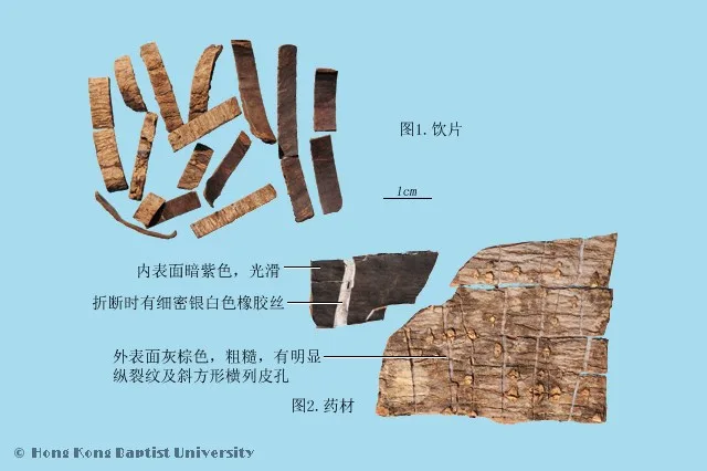 杜仲中藥材圖片