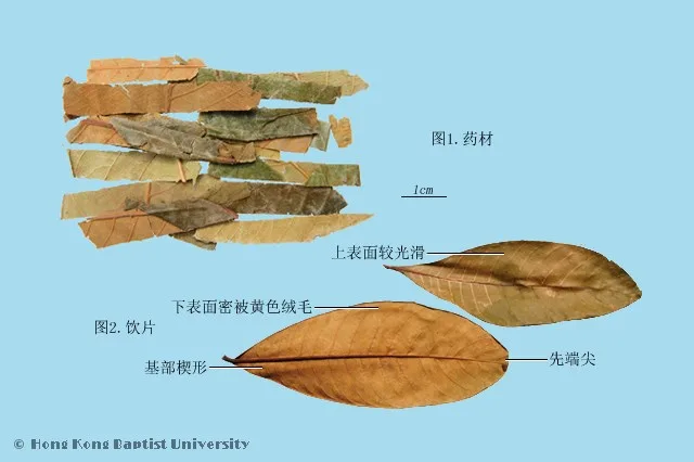 枇杷葉中藥材圖片