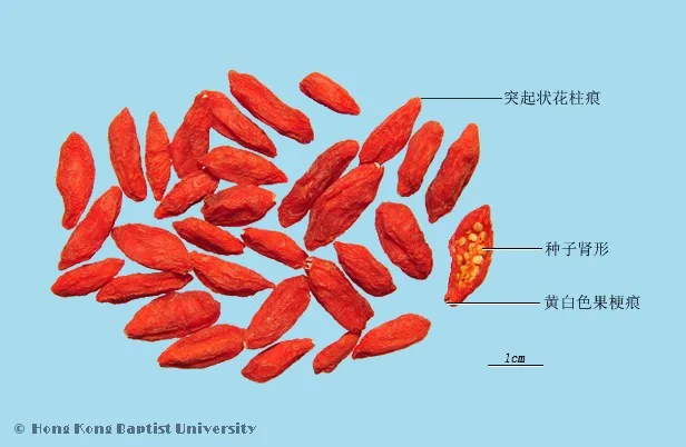 枸杞子中藥材圖片