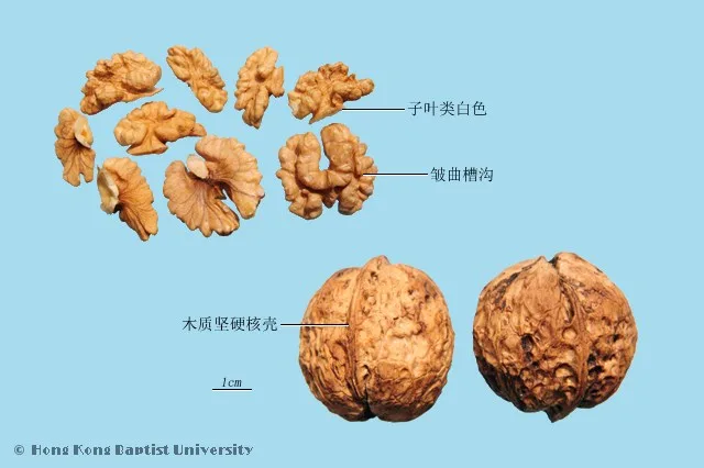 核桃仁中藥材圖片