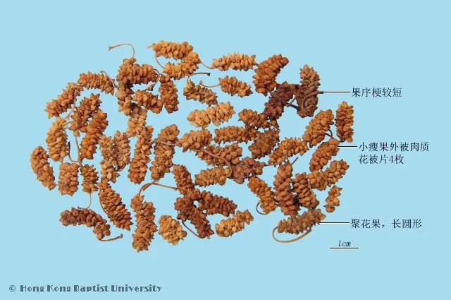桑椹中藥材圖片