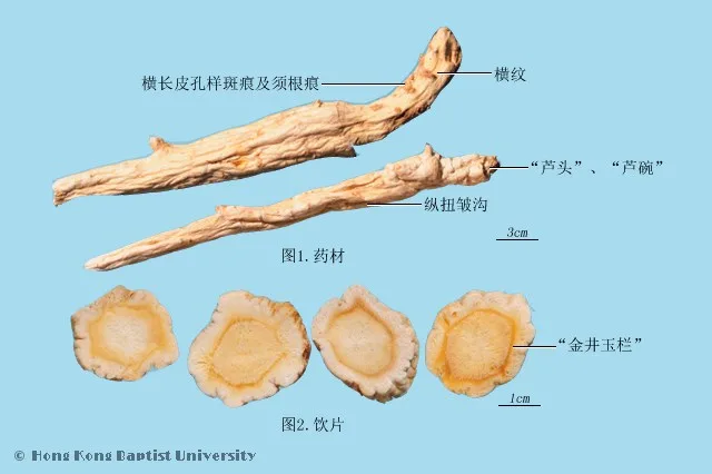 桔梗中藥材圖片