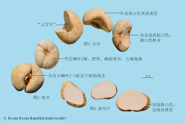 浙貝母中藥材圖片