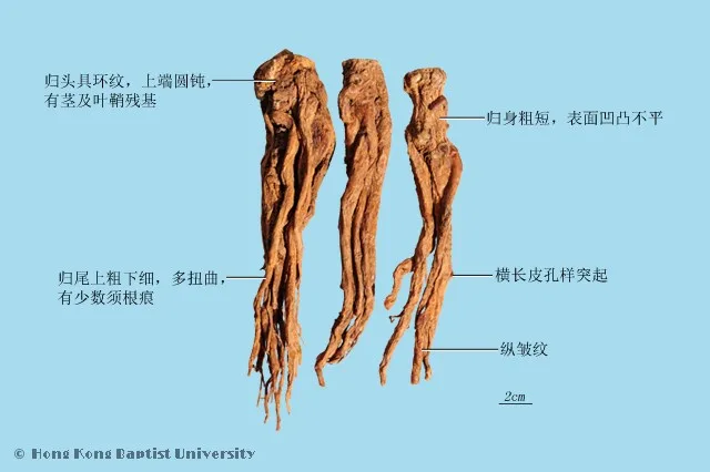 當歸中藥材圖片