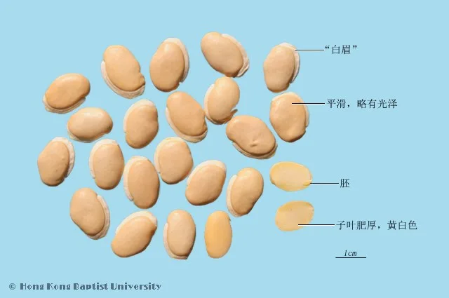 白扁豆中藥材圖片