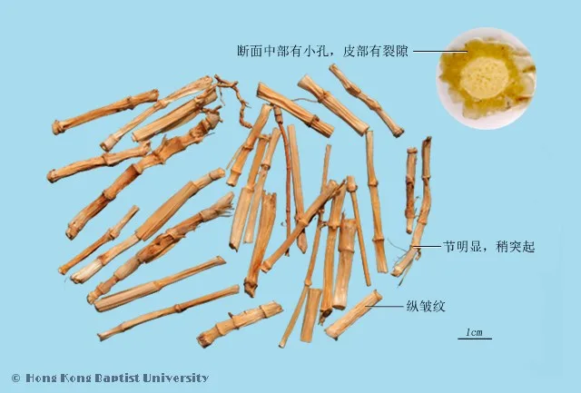 白茅根中藥材圖片