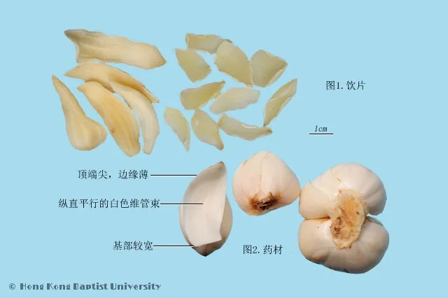 百合中藥材圖片