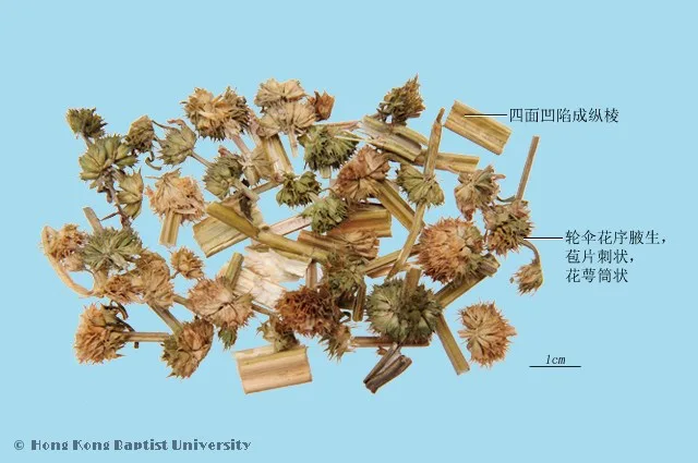 益母草中藥材圖片
