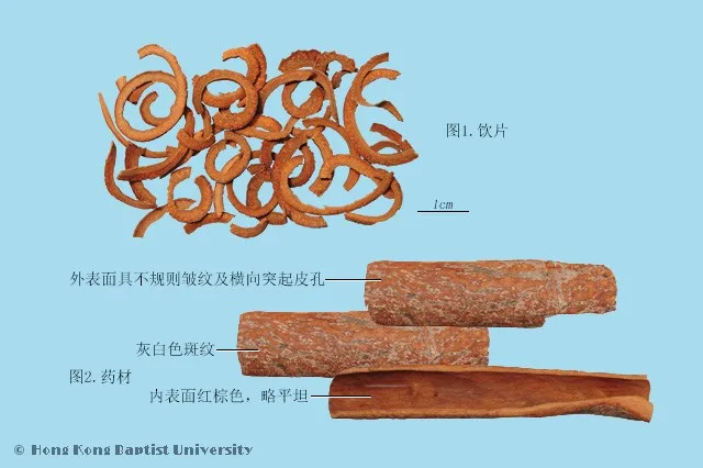 肉桂中藥材圖片