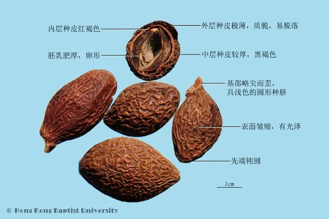 胖大海中藥材圖片