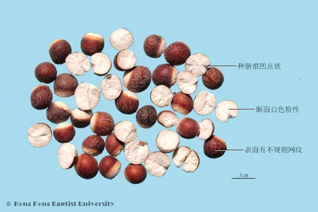 芡實中藥材圖片