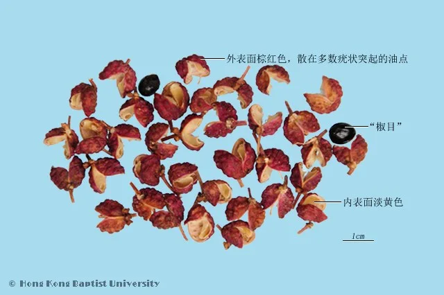 花椒中藥材圖片
