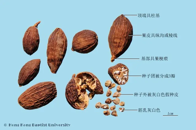 草果中藥材圖片