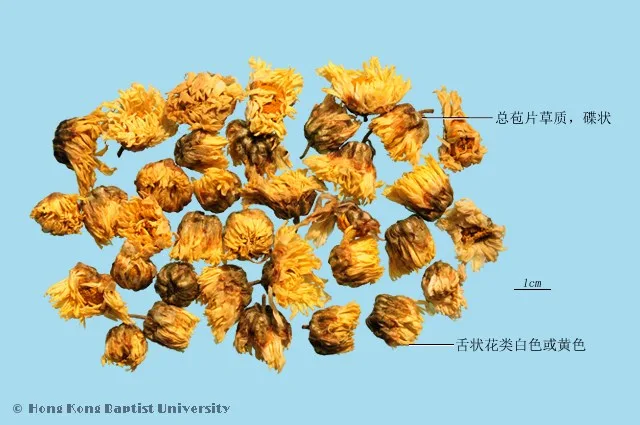 菊花中藥材圖片
