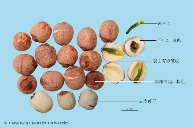蓮子中藥材圖片