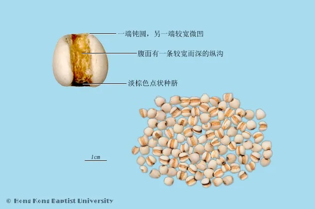 薏苡仁中藥材圖片