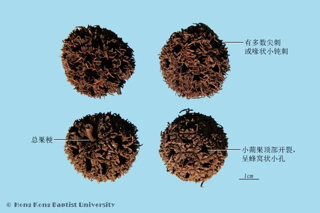 路路通中藥材圖片