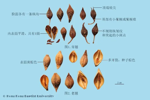 連翹中藥材圖片