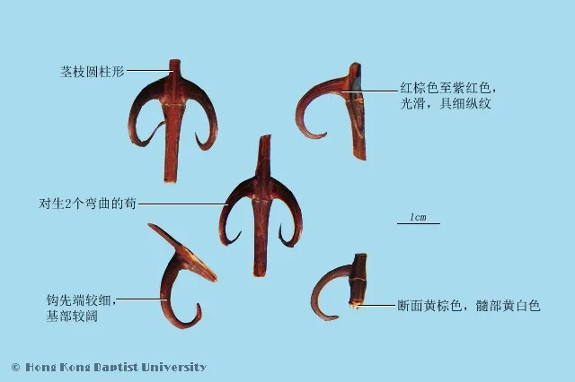 鉤藤中藥材圖片