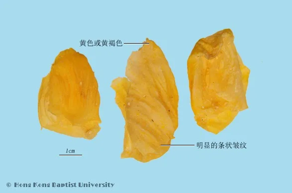 雞內金中藥材圖片