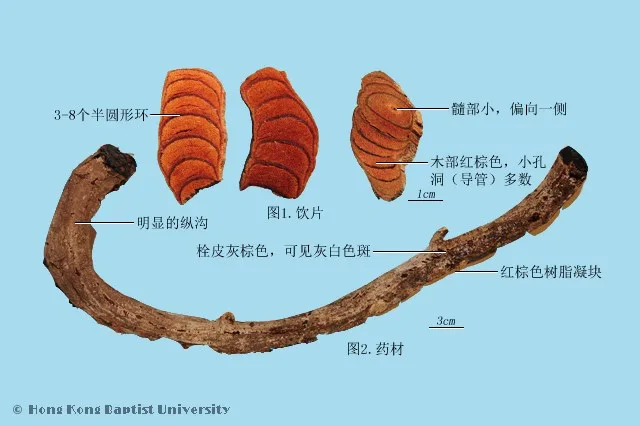 雞血藤中藥材圖片