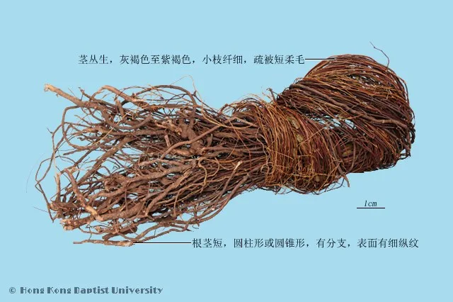 雞骨草中藥材圖片