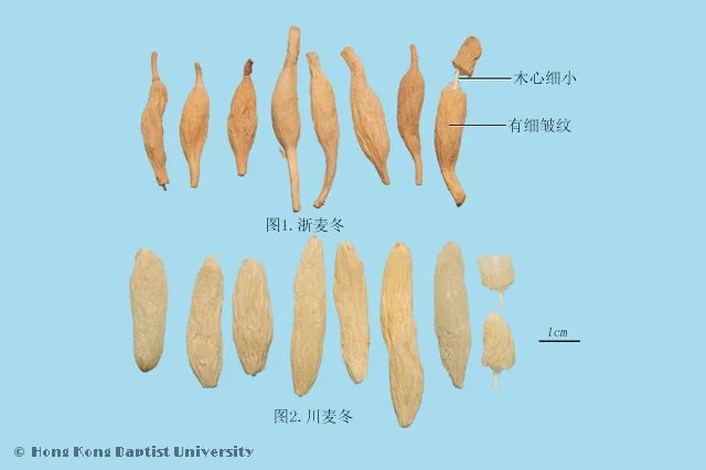 麥冬中藥材圖片