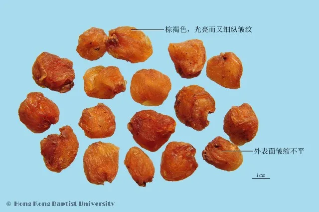 龍眼肉中藥材圖片